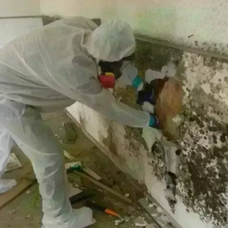 Mold Remediation and Removal in Graham County, AZ